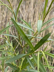 Salix
