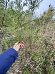 Salix