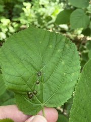 Didymomyia tiliacea