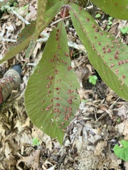 Phylloxera caryaefallax