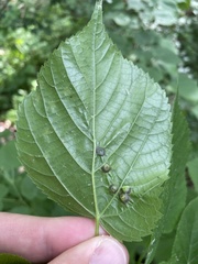 Didymomyia tiliacea