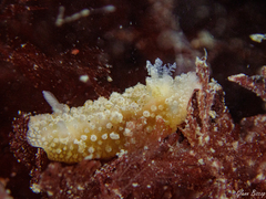 Doris ocelligera