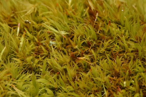 Image of Howell's Dicranum Moss (Dicranum howellii) by no rights reserved