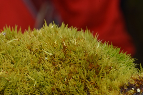 Image of Dicranum howellii by no rights reserved