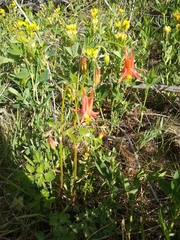 Aquilegia elegantula
