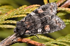 Lithophane dilatocula