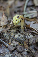 Bdallophytum americanum