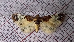 Eupithecia breviculata