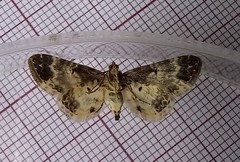 Eupithecia breviculata