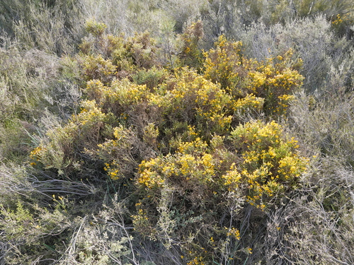Genista tridentata