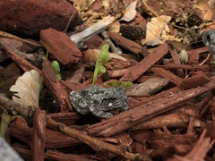 Hyla versicolor