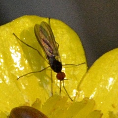 Rhamphomyia nigripennis