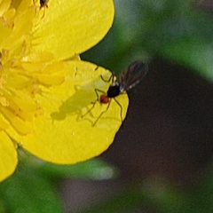 Rhamphomyia nigripennis