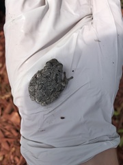 Hyla versicolor