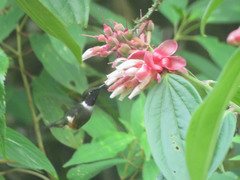 Philodice mitchellii