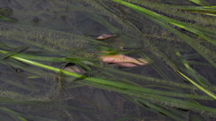 Pisaster brevispinus