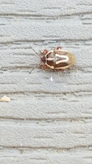 Perillus circumcinctus