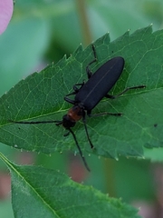 Oxycopis notoxoides