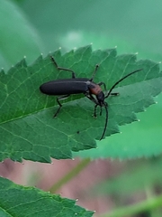 Oxycopis notoxoides