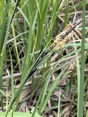 Carex melanostachya