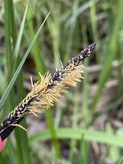 Carex melanostachya