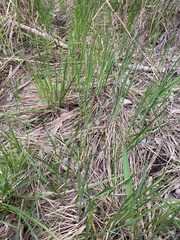 Carex melanostachya