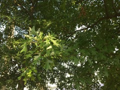 Angiospermae