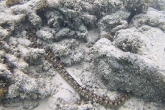 Synapta