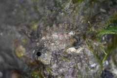 Acanthochitona fascicularis