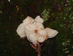 Collybia eucalyptorum