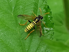 Tenthredo scrophulariae