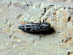 Agrilus lecontei