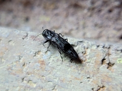 Agrilus lecontei