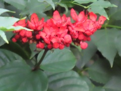 Clerodendrum splendens