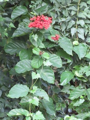 Clerodendrum splendens