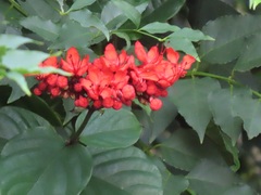 Clerodendrum splendens