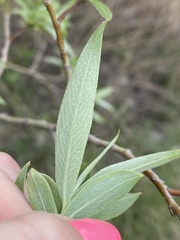 Salix