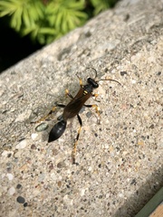 Sceliphron caementarium