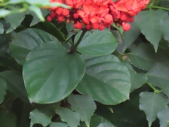 Clerodendrum splendens