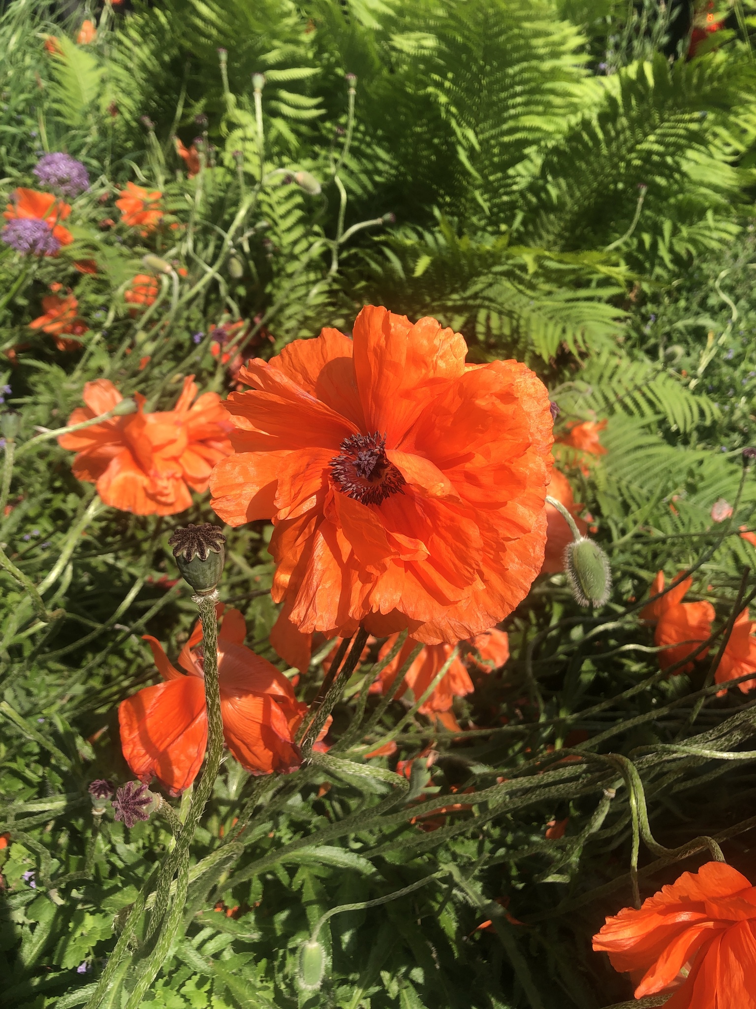 Pseudo-Oriental Poppy (Papaver ×)