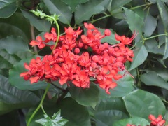 Clerodendrum splendens
