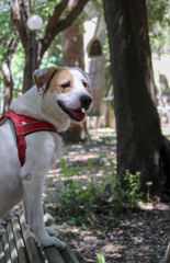 Canis familiaris