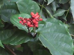Clerodendrum splendens