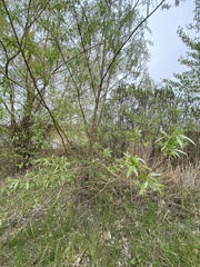 Salix