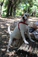 Canis familiaris