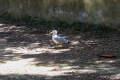 Larus michahellis