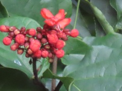 Clerodendrum splendens