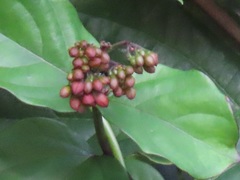 Clerodendrum splendens