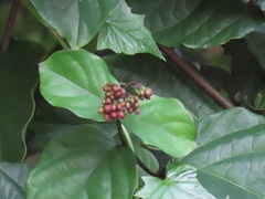 Clerodendrum splendens