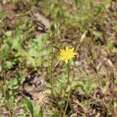 Hyoseris radiata